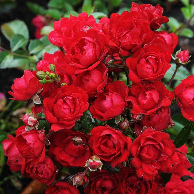 Роза почвопокровная Ред Фейри (Red Fairy) купить выгодно ✵ Сады-Эдема.рф – интернет магазин растений для сада